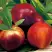 Нектарин СТАРК РЕД ГОЛД в Полоцке