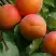 Абрикос ГРАФИНЯ в Полоцке