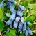 Жимолость съедобная БАКЧАРСКИЙ ВЕЛИКАН в Полоцке