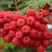 Рябина АЛАЯ КРУПНАЯ сладкоплодная в Полоцке