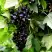 Смородина чёрная БЕЛОРУССКАЯ СЛАДКАЯ в Полоцке