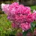 Гортензия МЕГА МИНДИ метельчатая в Полоцке