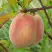 Персик ЕЛГАВСКИЙ в Полоцке