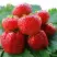 Клубника ВИМА ЗАНТА в Полоцке