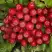 Рябина РУБИНОВАЯ сладкоплодная в Полоцке
