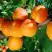 Абрикос СПАДЧЫНА в Полоцке