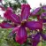 Клематис СВИТ САММЕР ЛАВ в Полоцке