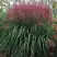 Мискантус МАЛЕПАРТУС китайский  в Полоцке