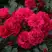 Роза РАДОСТЬ САДОВНИКА (ГАРТЕН ФРОЙДЕ) почвопокровная в Полоцке