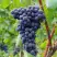 Виноград МУКУЗАНИ в Полоцке