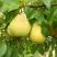 Груша ВЕЛИКАЯ ЛЕТНЯЯ (БОЛЬШАЯ ЛЕТНЯЯ) в Полоцке
