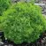 Ель АЛЬБЕРТА ГЛОБ сизая в Полоцке