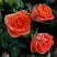 Роза ОРАНЖ ДЖЕВЕЛ миниатюрная в Полоцке