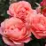 Роза КОРАЛ ЛИОНС РОУЗ флорибунда в Полоцке