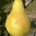 Груша КОНКОРД в Полоцке
