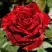 Роза РЕД ИНТУИШН чайно-гибридная в Полоцке