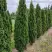 Туя ДЕГРУТ СПАЙР западная в Полоцке
