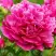 Пион НОЧНЫЕ ГРЕЗЫ древовидный в Полоцке