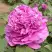 Пион ОРНАМЕНТ древовидный в Полоцке