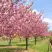 Сакура КАНЗАН в Полоцке
