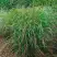 Просо РЕБРАУН прутьевидное в Полоцке