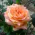 Роза ЭЛЬДОРАДО чайно-гибридная в Полоцке