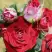Роза РУБИ СТАР спрей в Полоцке
