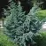 Можжевельник БЛЮ АЛЬПС китайский  в Полоцке
