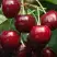 Черешня ГРОНКАВАЯ в Полоцке