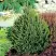 Ель КОМПАКТА обыкновенная в Полоцке