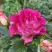 Роза БРЕРА флорибунда в Полоцке