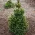 Ель ВИЛС ЦВЕРГ обыкновенная в Полоцке