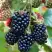 Ежевика ОУАЧИТА бесшипная  в Полоцке