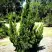 Можжевельник КАЙЗУКА китайский в Полоцке