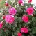 Роза МАЛИНОВЫЙ ЗВОН чайно-гибридная в Полоцке
