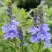 Вероника РОЯЛ БЛЮ большая в Полоцке