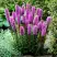 Лиатрис РОЗЕА колосковая в Полоцке
