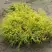 Кипарисовик ГОЛДЕН МОП горохоплодный в Полоцке