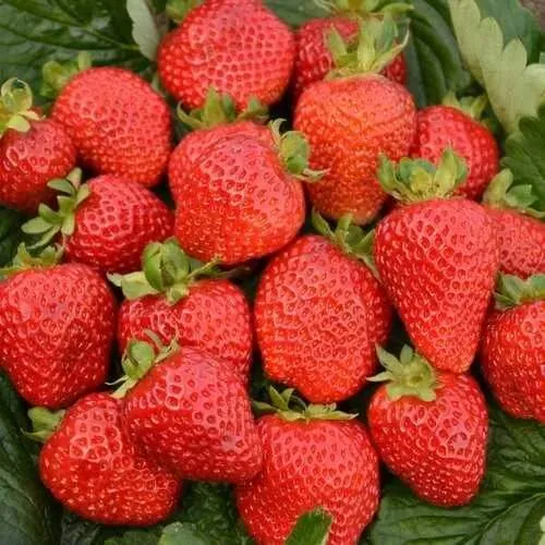 Клубника САН АНДРЕАС ремонтантная  Клубника САН АНДРЕАС ремонтантная в Полоцке