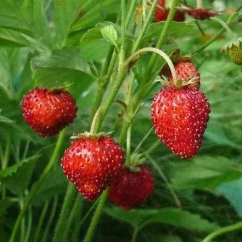 Земляника АЛЬПИЙСКАЯ  Земляника АЛЬПИЙСКАЯ в Полоцке