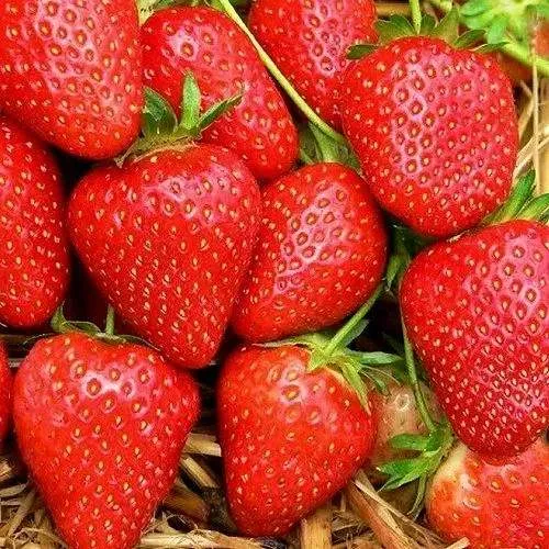 Клубника КВИКИ  Клубника КВИКИ в Полоцке