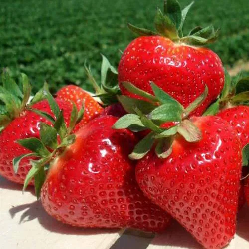 Клубника ДЖОЛИ  Клубника ДЖОЛИ в Полоцке