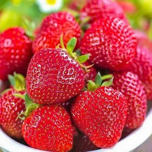 Клубника СИЛЬВИЯ  Клубника СИЛЬВИЯ в Полоцке