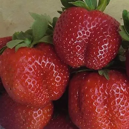 Клубника ДЕСТЕНИ  Клубника ДЕСТЕНИ в Полоцке