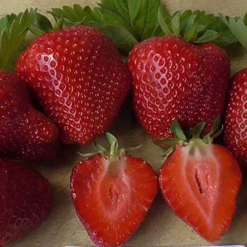 Клубника САНДРА  Клубника САНДРА в Полоцке