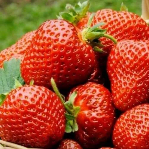 Клубника ФЛОРЕНС  Клубника ФЛОРЕНС в Полоцке