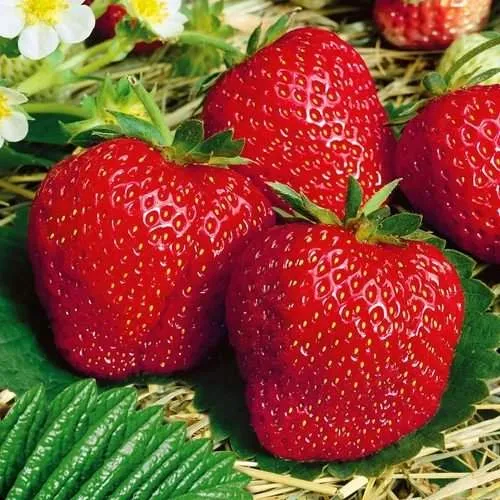 Клубника ВИМА ЗАНТА  Клубника ВИМА ЗАНТА в Полоцке