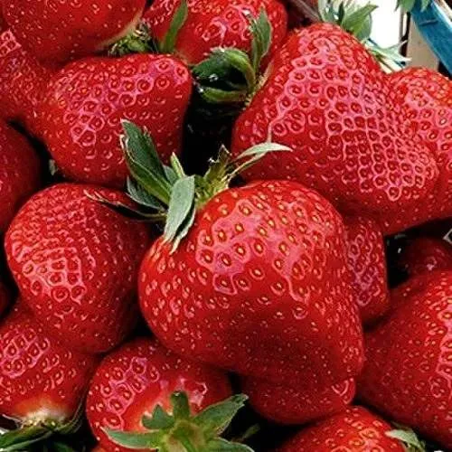 Клубника КЛЕРИ  Клубника КЛЕРИ в Полоцке