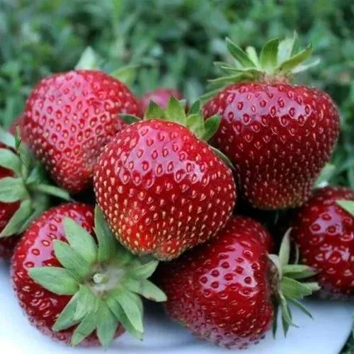 Клубника МАЛЬВИНА  Клубника МАЛЬВИНА в Полоцке