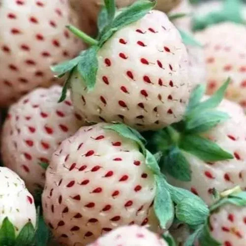 Клубника АНАНАСА ремонтантная  Клубника АНАНАСА ремонтантная в Полоцке